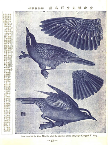 Baimei (Siberian ground thrush), Yang Minhu (based on Jin’s original copy), circa 1930s. Source: Hushe Monthly