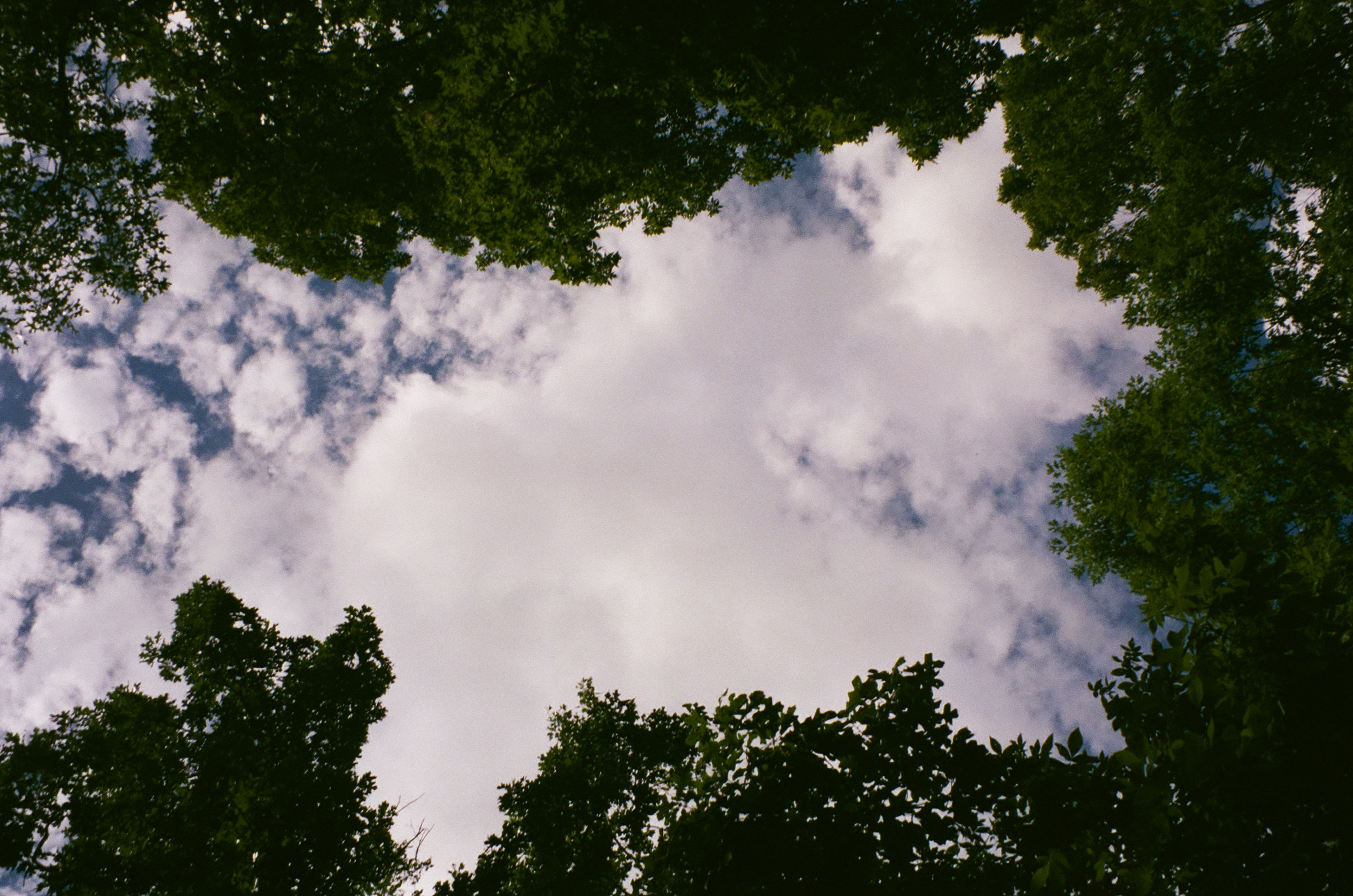 photo of the sky through trees