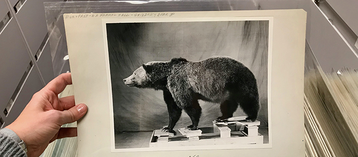 photo of the artist's hand holding a black and white photo of a taxidermied bear